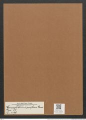 Campylodiscus pacificus Grun. (de-Toni-Nr.: Genus 57, Species 2496) Zeichnungen Sammlung Grunow Mappe 02662 (Herbarium_W_Grunow_drawings_Folder_02662)